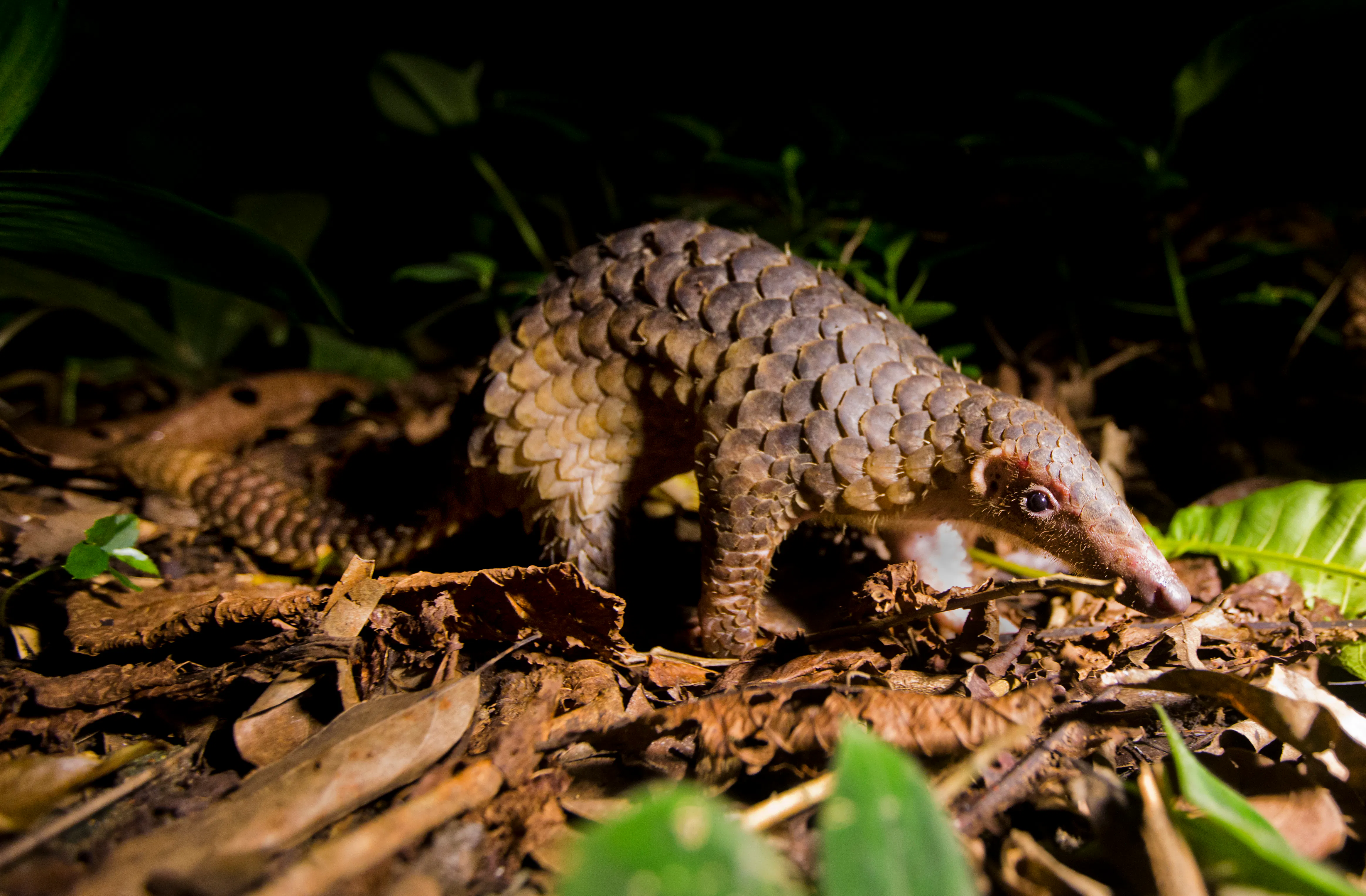 Sunda Pangolin Conservation In Cambodia Pangolin Crisis Fund